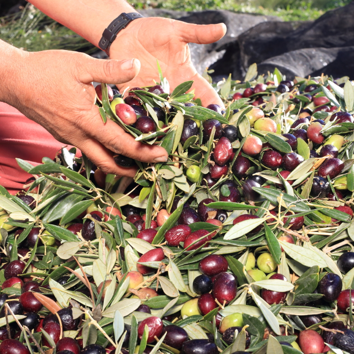 Hands holding olive oil leaves and olive oils from Bertolli olive oil farm in Italy. Bertolli Organic Olive Oil.