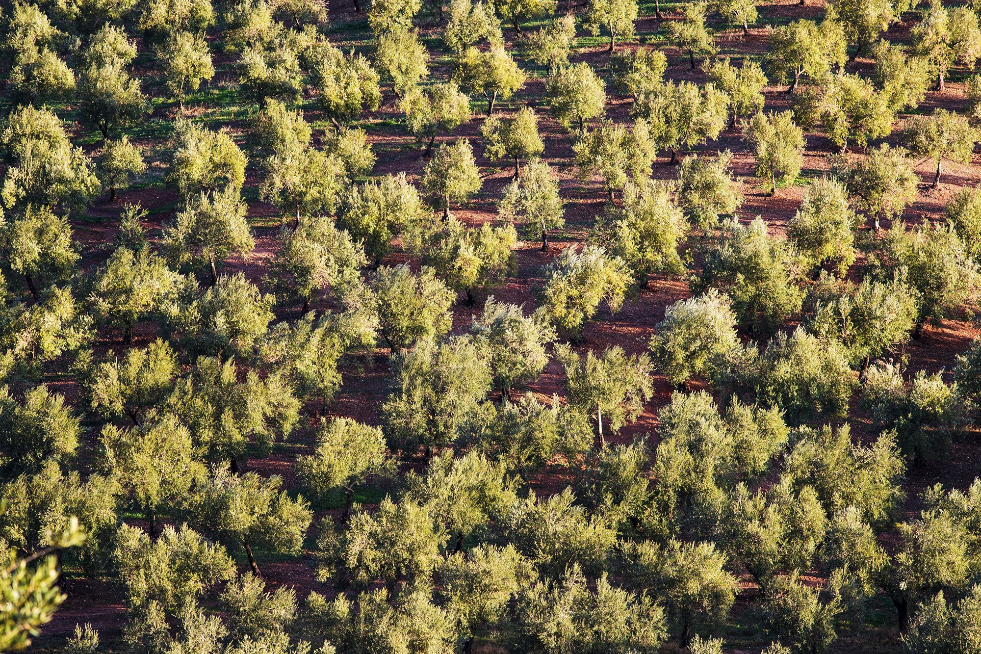 Plantation of olive oil trees in Italy. Bertolli organic olive oil.