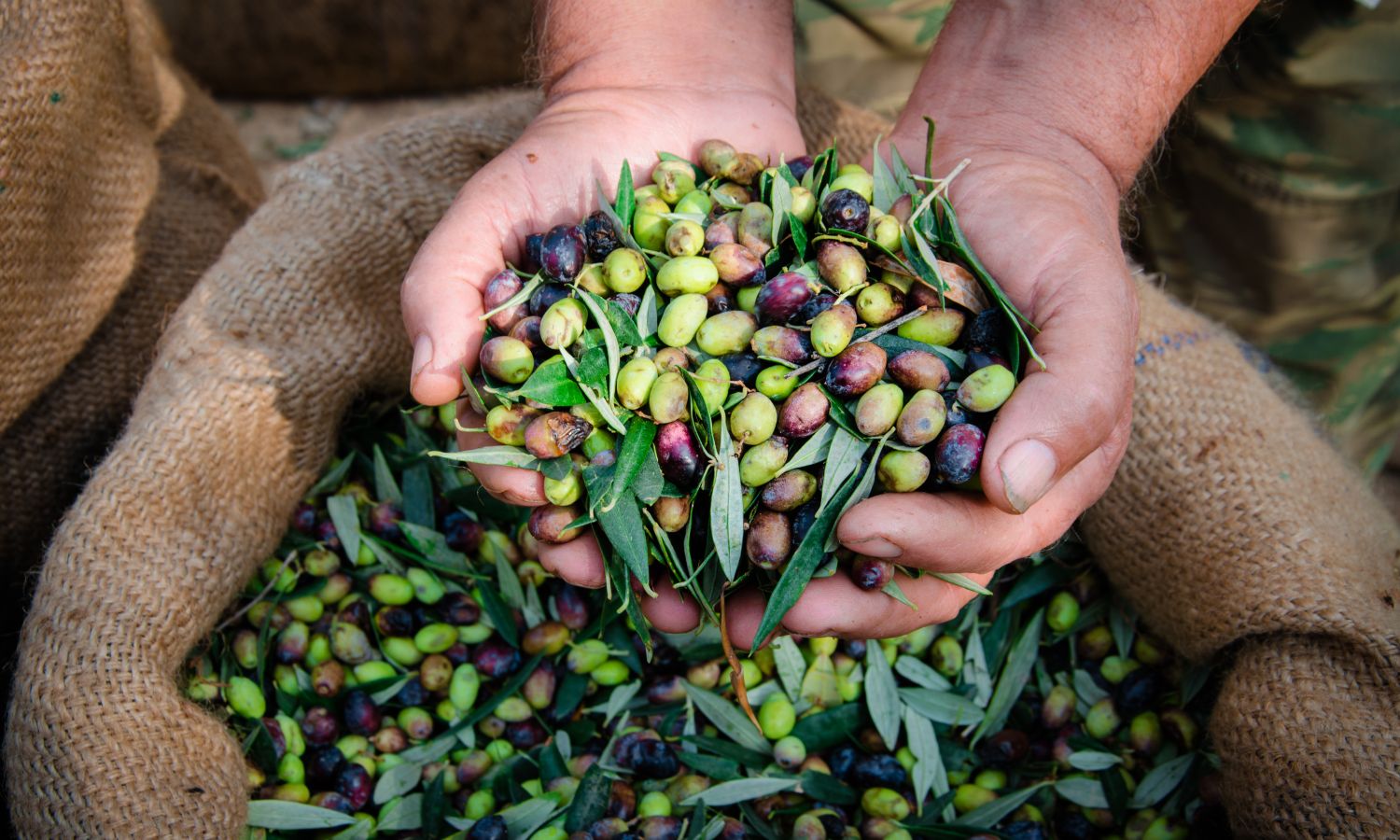 A handful of different types of olives with a basket of olives