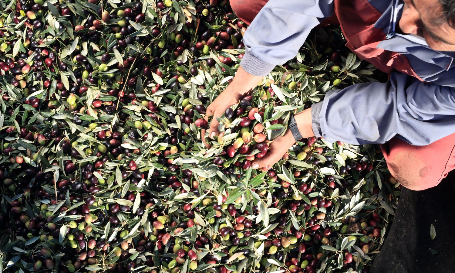 Man holding a handful of olives above pile of olives