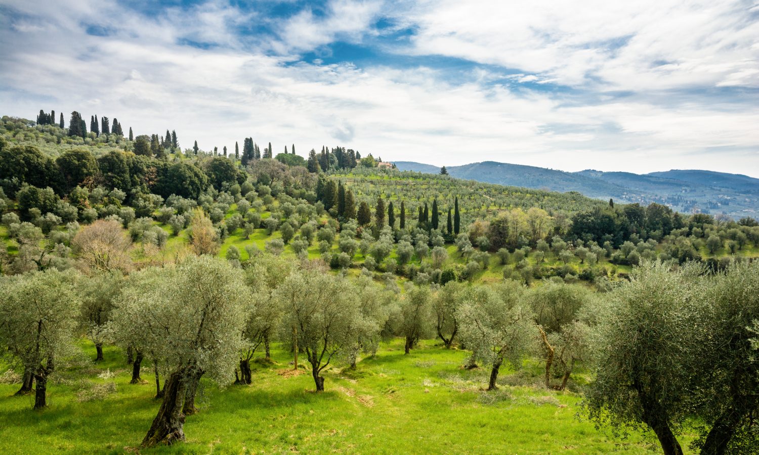 A field Olive Oil Trees