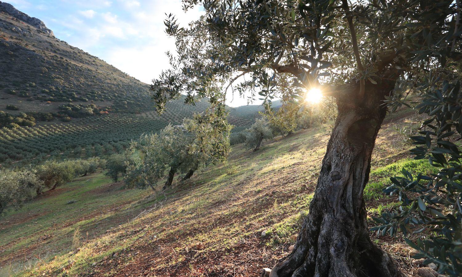 olive oil tree representing high quality olive oil. Bertolli