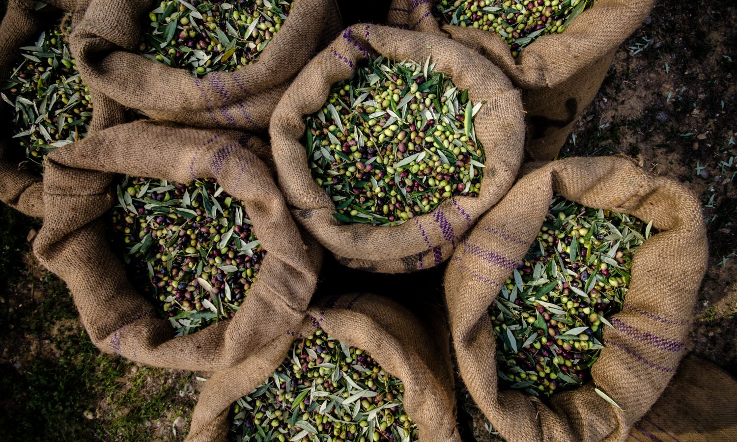 Six sacks with fresh olives representing Bertolli Olive Oil