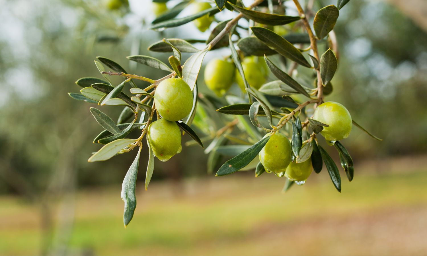 Green fresh olives representing Bertolli quality olive oil