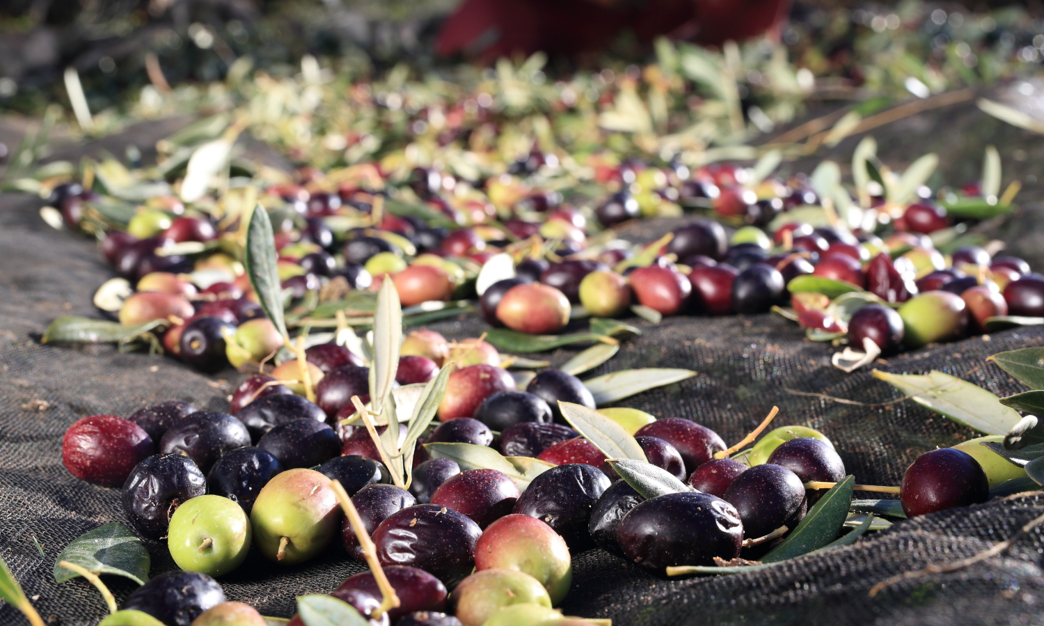 Fresh olives representing low olive oil acidity, Bertolli