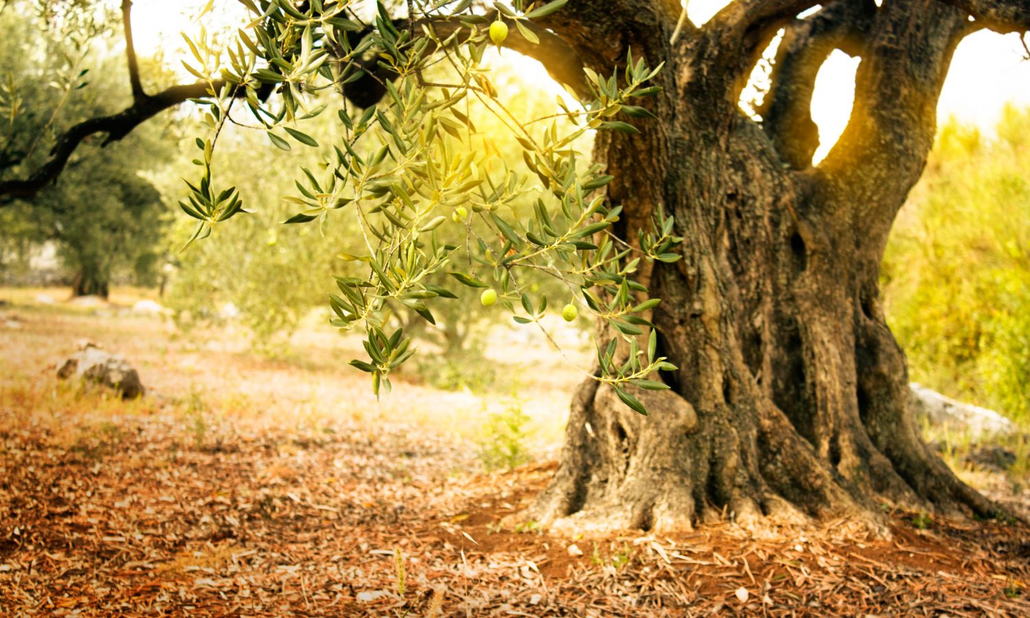 Olive Tree with green fresh olives. Bertolli Olive Oil