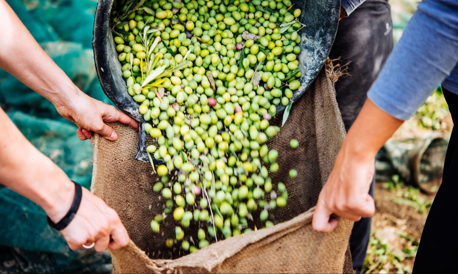 Green olives represent Bertolli high-quality olive oil