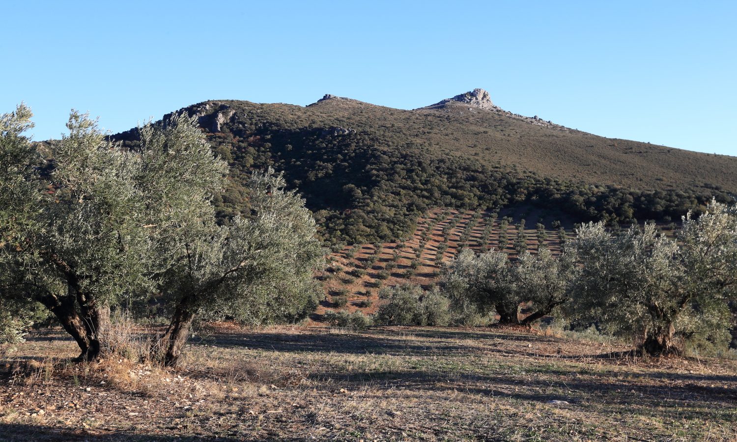 Olive tree representing Bertolli Quality olive oil